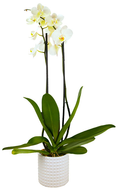 Live Phalaenopsis in flower pot