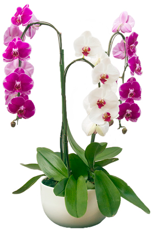 Three live orchids arranged in a ceramic base